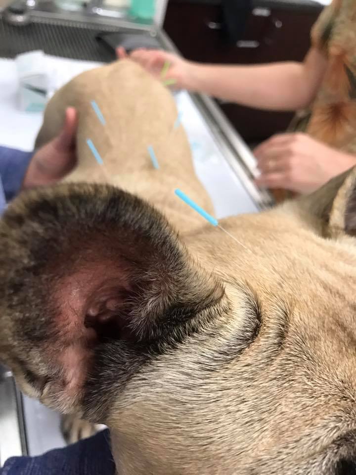 Canine Pain Therapy at Little Critters Vet Canine Pain Therapy at Little Critters Vet