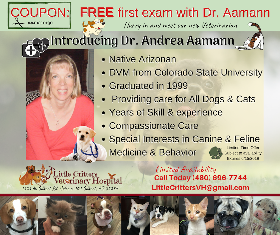 VET EXAM COUPON GILBERT AZ VET EXAM COUPON GILBERT AZ