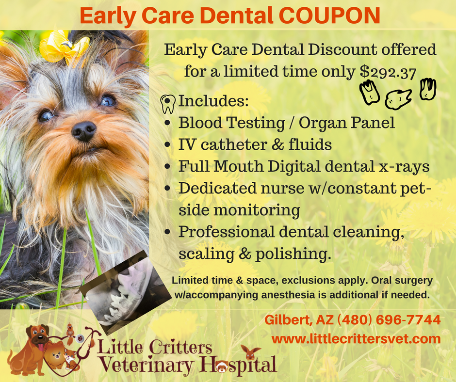 littlecrittersvet.com dental special coupon littlecrittersvet.com dental special coupon