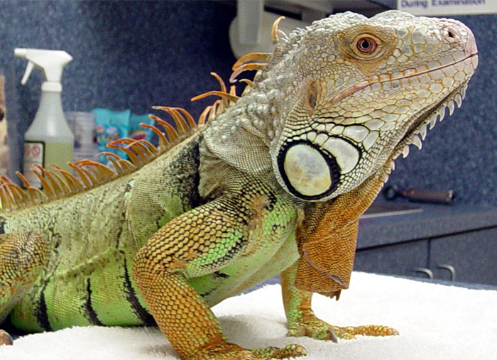 Iguana: A common pet but one with special needs that must be met