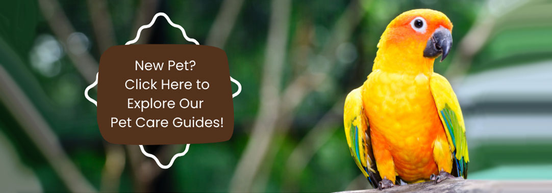 New Pet? Click Here to Explore Our Pet Care Guides! New Pet? Click Here to Explore Our Pet Care Guides!