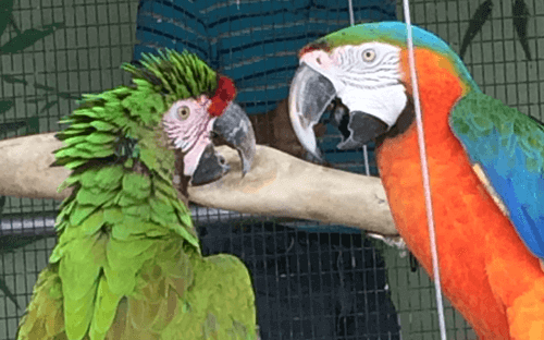 Two Exotic Birds Two Exotic Birds