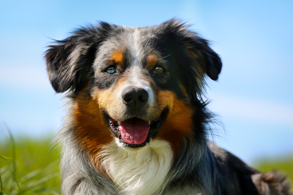 Tri Colored Dog Tri Colored Dog