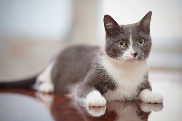 Gray and White Cat Gray and White Cat