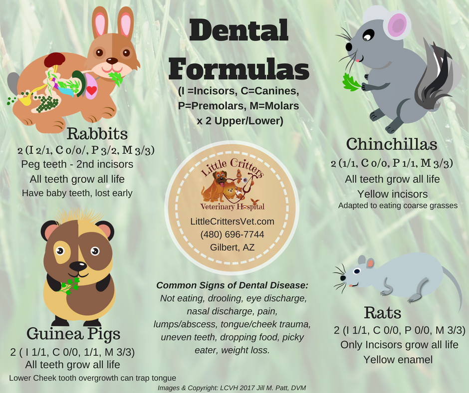 PDF) Neurological examination in healthy chinchillas (Chinchilla lanigera)