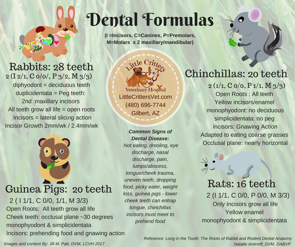 Dental Anatomy & Disease in Rabbits & Rodents