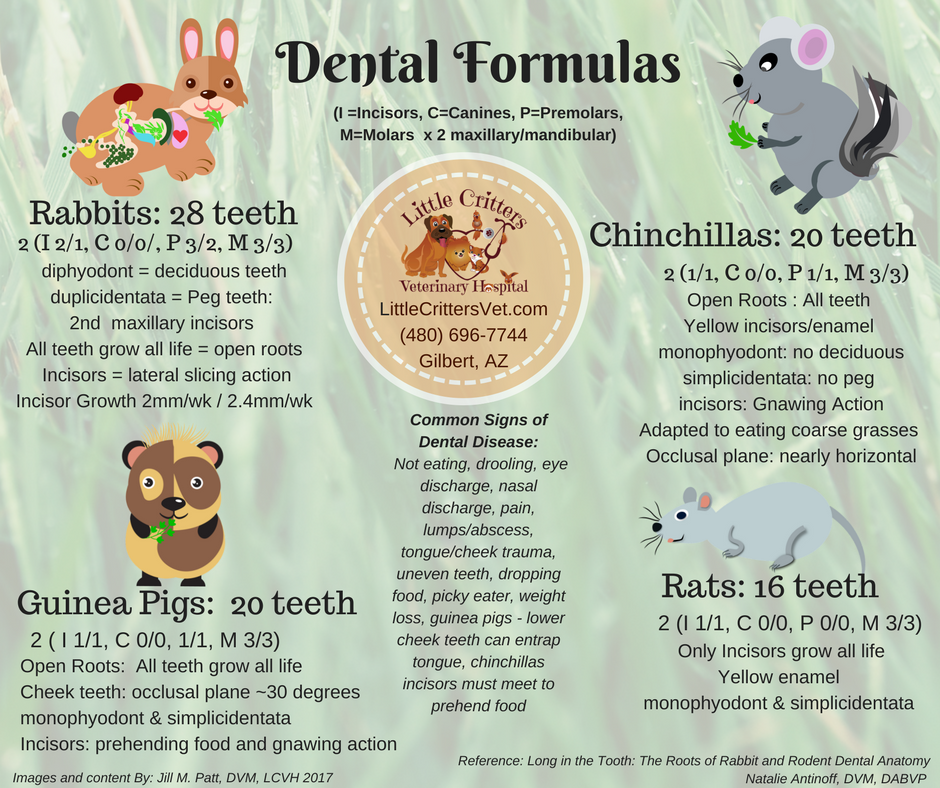 guinea pig dental anatomy 