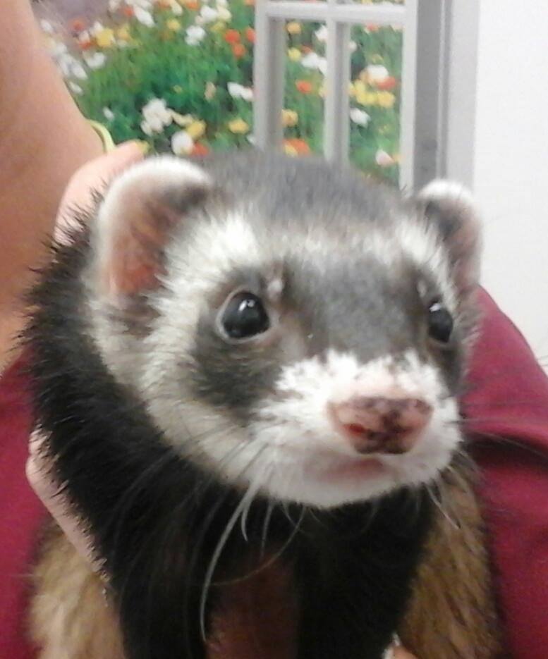 Ferret Vet Gilbert, Az