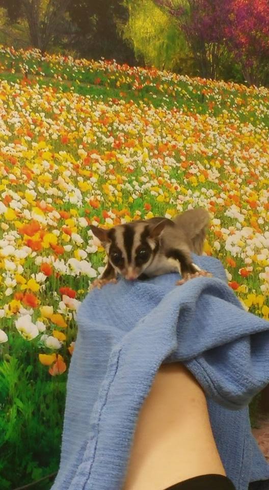 Sugar Glider Vet Care at Little Critters Veterinary Hospital Gilbert, AZ