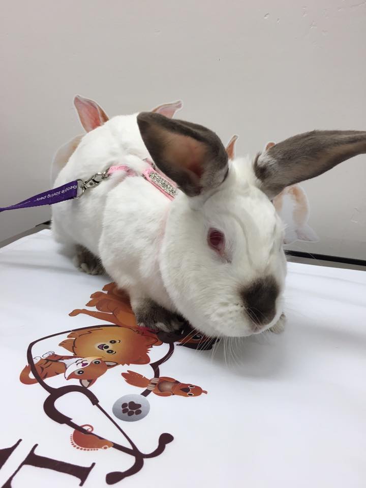 rabbit care at little critters vet