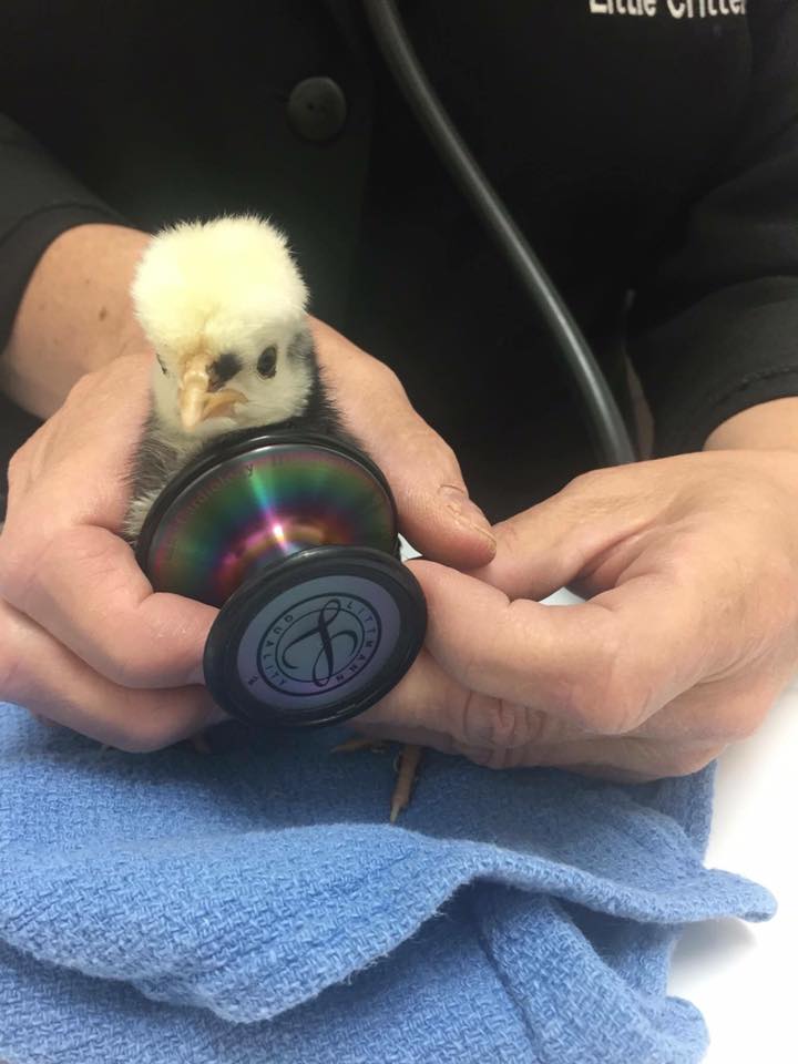 Poultry Vet Care at Little Critters Veterinary Hospital Gilbert, AZ