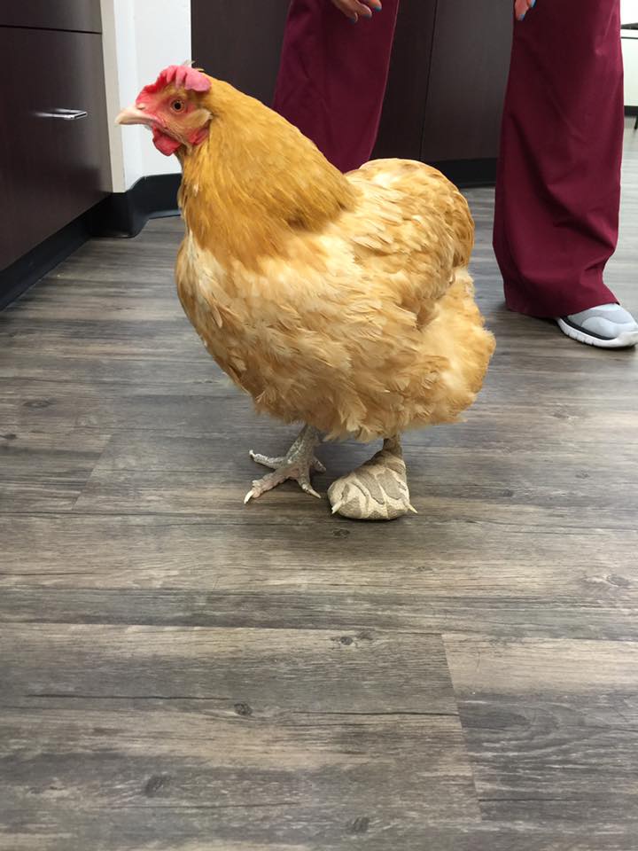 chicken veterinary care