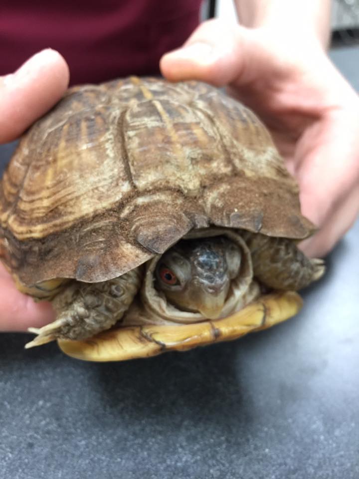 Box Turtle Care at Little Critters Veterinary Hospital Gilbert, AZ