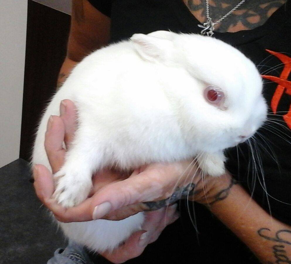 rabbit rabbit
