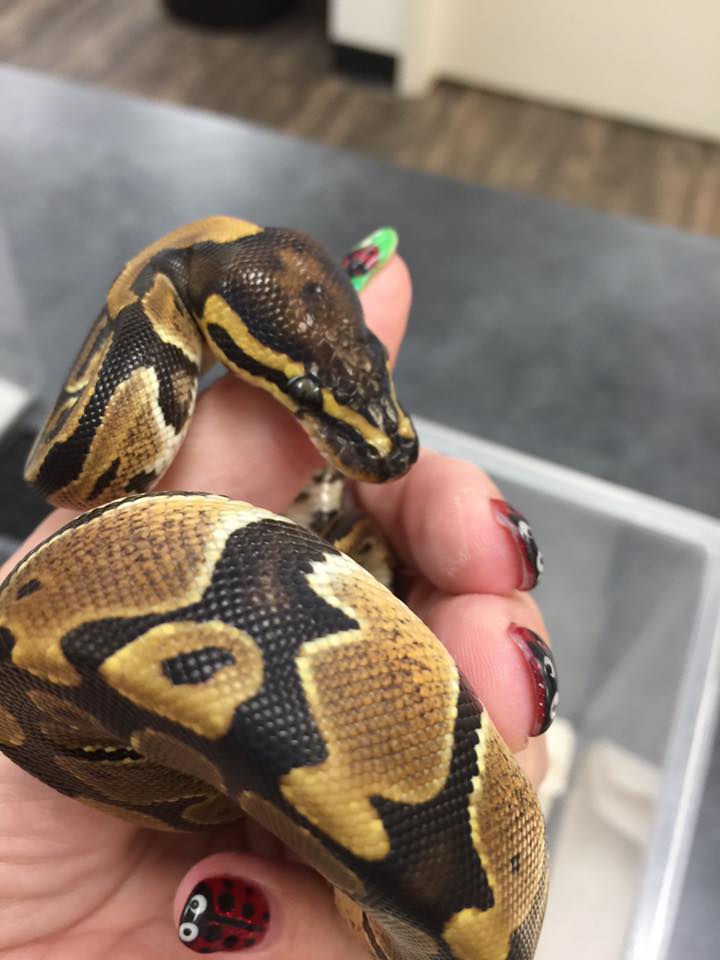 Snake Vet Care at Little Critters Veterinary Hospital Gilbert, AZ