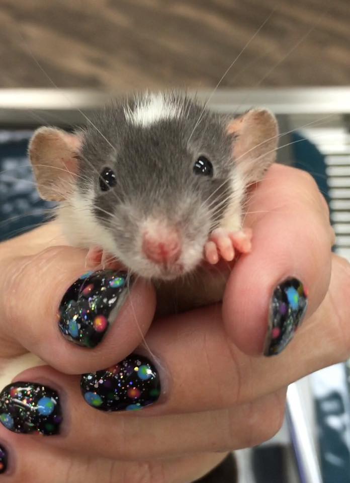 Rat and rodent care at Little Critters vet