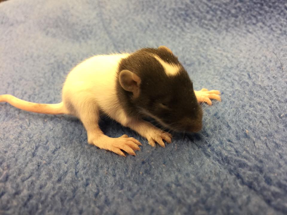 Rat Vet Care at Little Critters Veterinary Hospital Gilbert, AZ