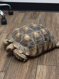 tortoise