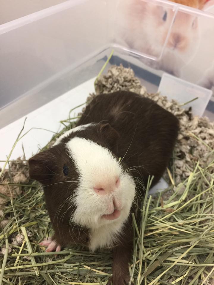 Guinea Pig care at little critters vet 