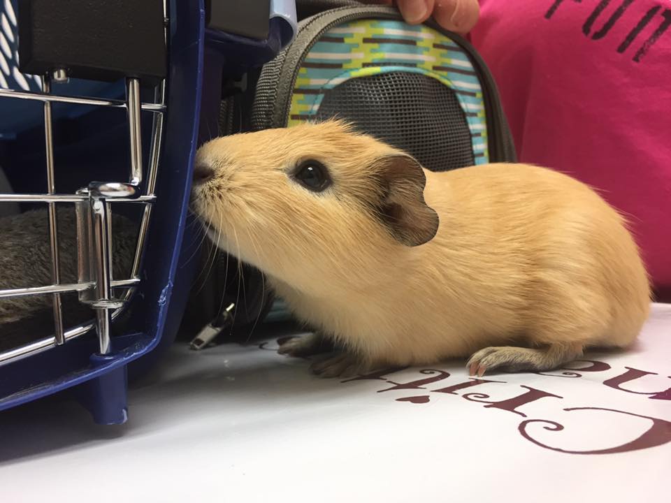 Guinea Pig Care at Little Critters Veterinary Hospital Gilbert, AZ