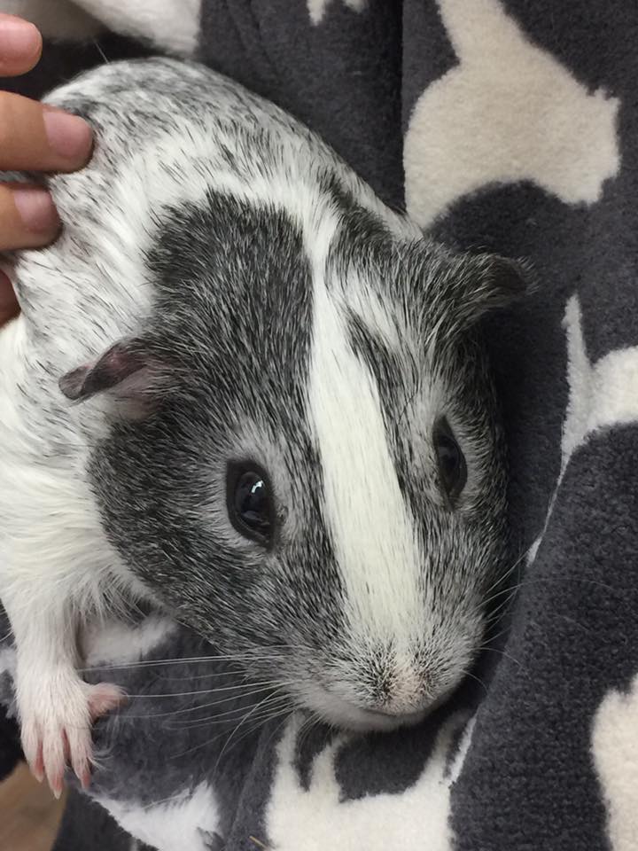 Guinea Pig Vet Care at Little Critters Veterinary Hospital Gilbert, AZ