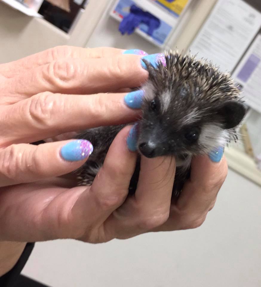 Hedgehog Vet Care at Little Critters Veterinary Hospital Gilbert, AZ