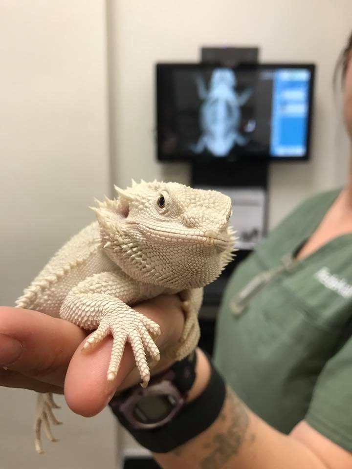 bearded dragon