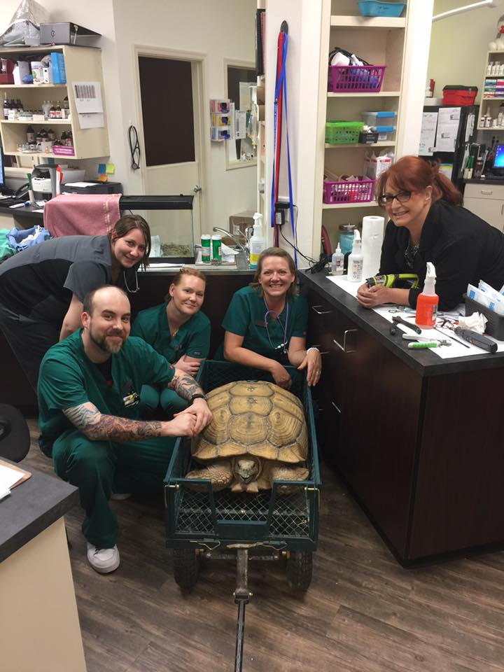 Tortoise Vet Care at Little Critters Veterinary Hospital Gilbert, AZ