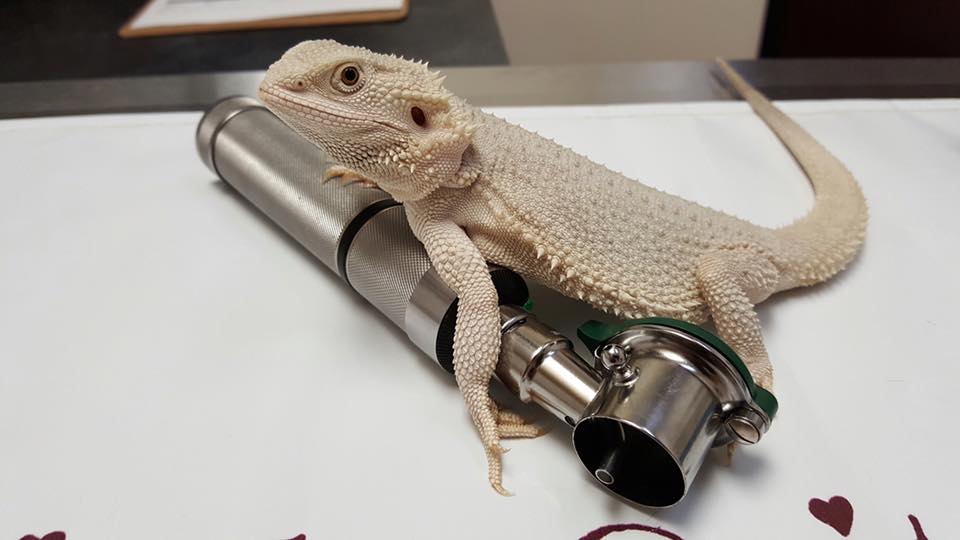 Bearded Dragon Vet Care at Little Critters Veterinary Hospital Gilbert, AZ