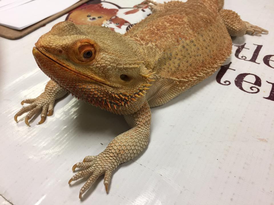 BEARDED DRAGON