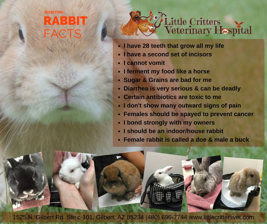 Rabbits Health Guide Little Critters Veterinary Hospital Gilbert Az