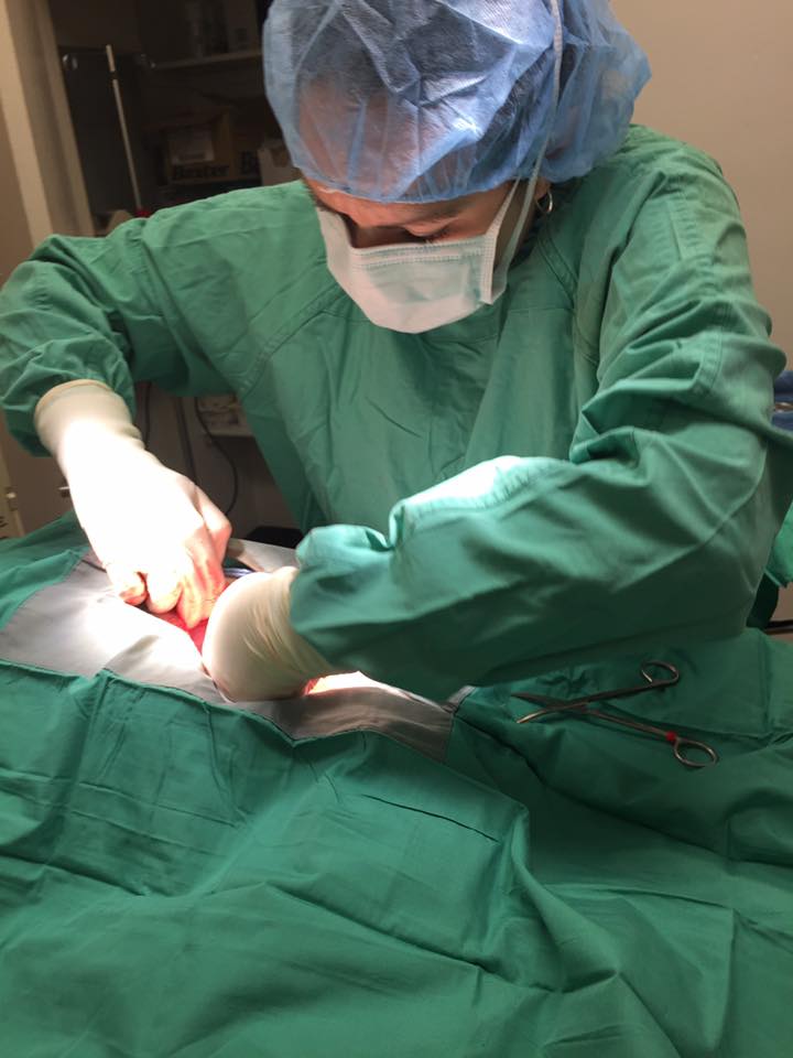 Dr. Andrea L. Swisher at Little Critters Veterinary Hospital in Gilbert, AZ. Providing Canine & Feline Care. Dr. Andrea L. Swisher at Little Critters Veterinary Hospital in Gilbert, AZ. Providing Canine & Feline Care.