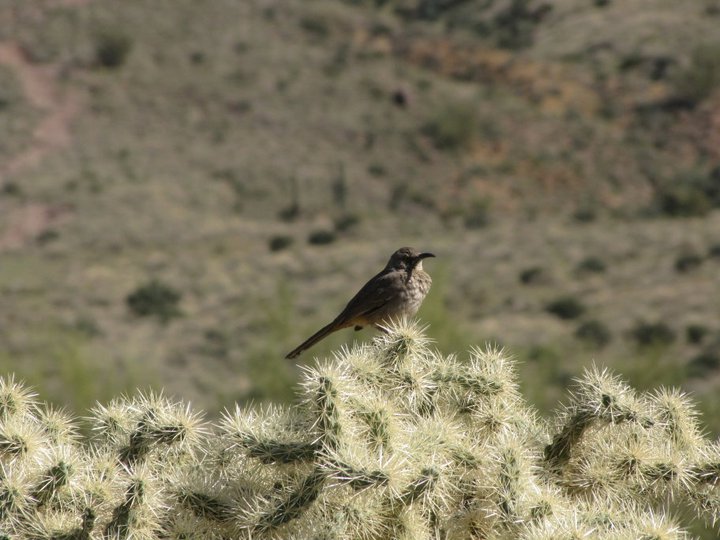 Cactus & Pets AZ