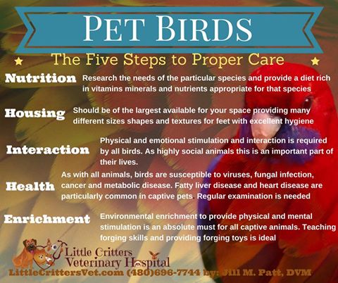 Pet Bird Care at Little Critters Vet, Gilbert, AZ 