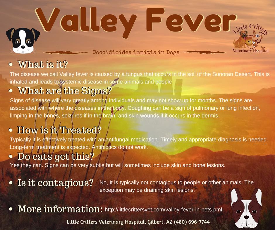 can valley fever come back in dogs