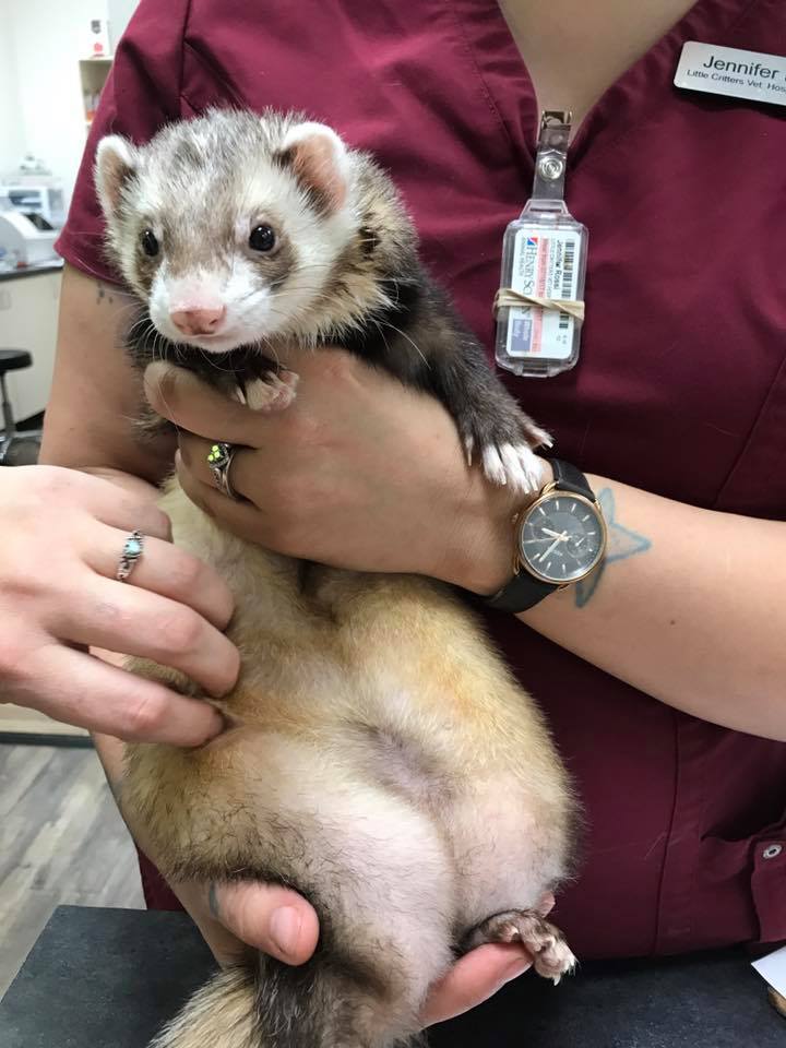 ferret care at little critters vet 