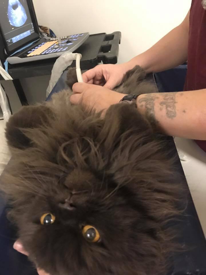 Feline care at little critters vet