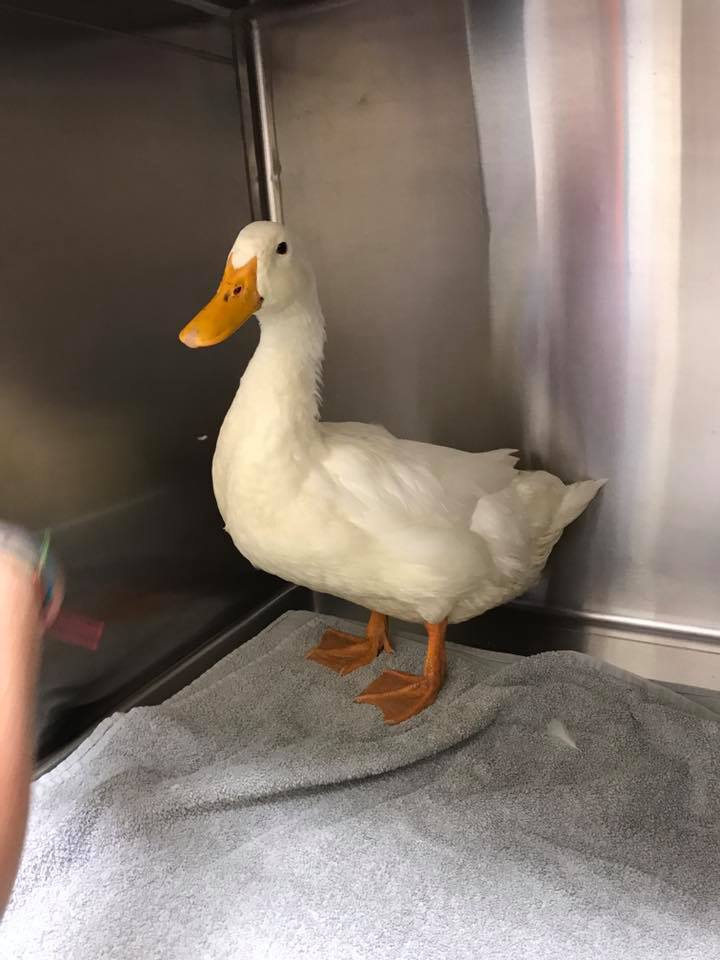 duck care