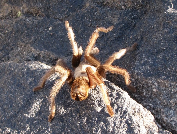 Tarantula 