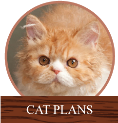 Cat Plans