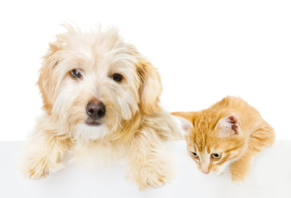 Little Critters Vet Health Care Plans Little Critters Vet Health Care Plans