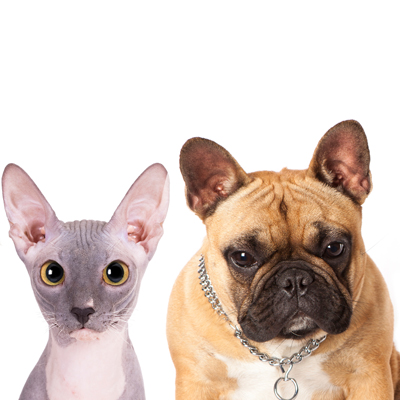 LCVH Pet Health Plans LCVH Pet Health Plans