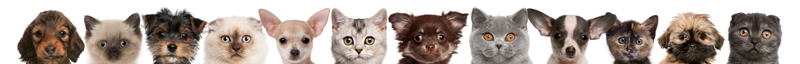 Little Critters Vet Health Care Plans Little Critters Vet Health Care Plans