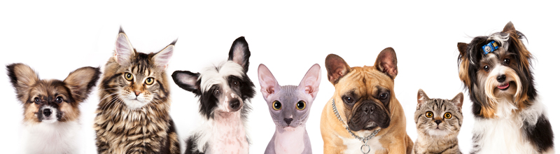LCVH pet health plans LCVH pet health plans