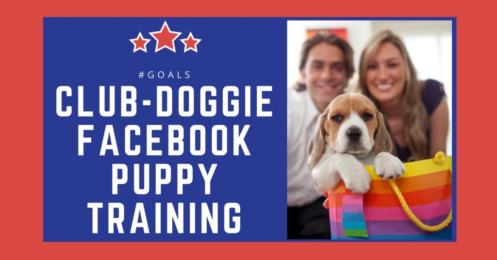 Puppy Training 