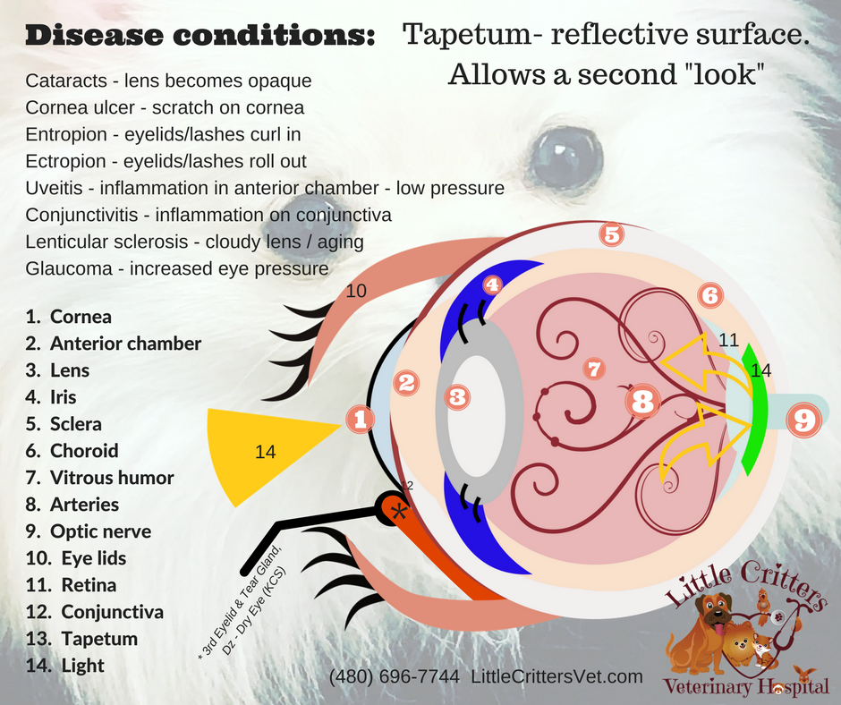 Dog eye anatomy at Little Critters vet