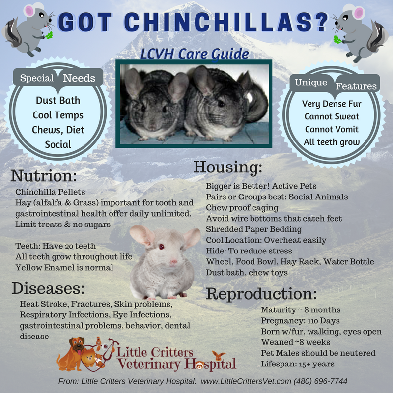 Chinchillas veterinary Care at 