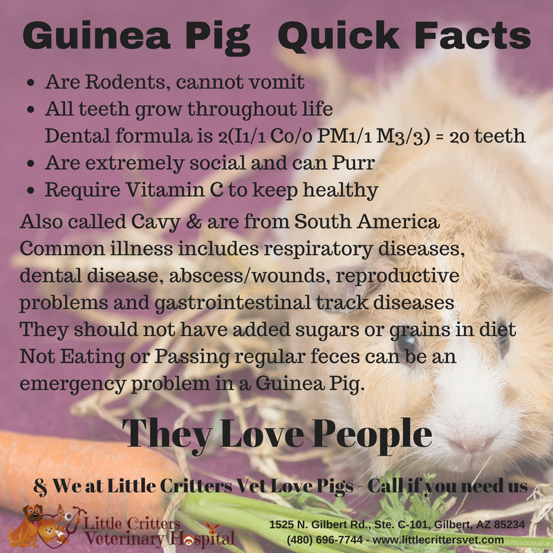 Little Critters Veterinary Hospital - Little Known Facts About Guinea Pigs - Gilbert AZ