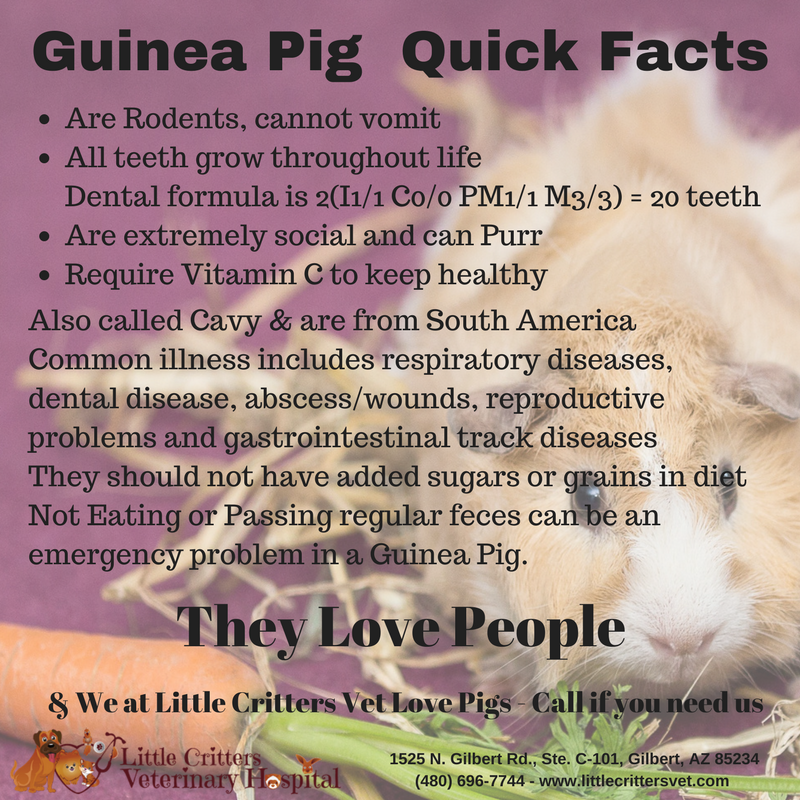 guinea pig 101