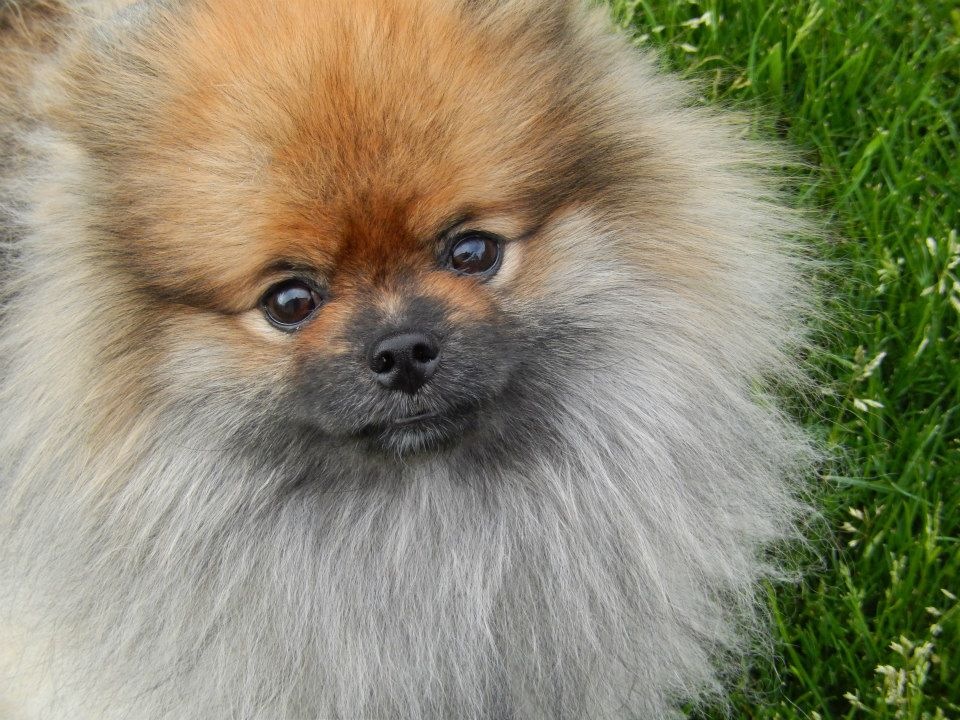 wookie of my pom pals